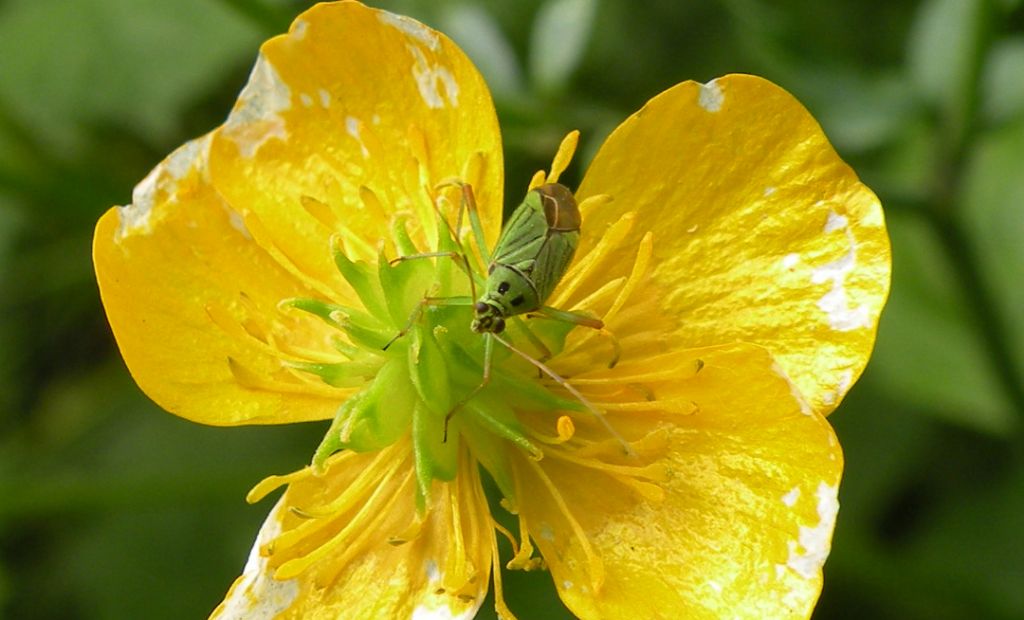 Mermitelocerus schmidtii? Non ne sono convinto